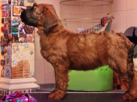 Плановые щенки Бриара (французская овчарка), фотография 5