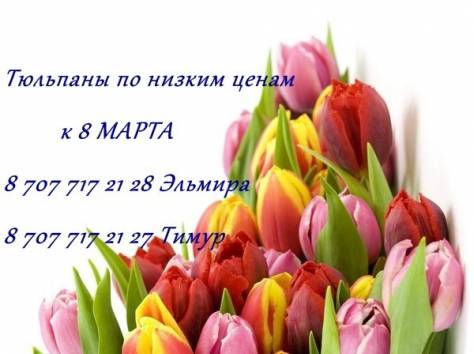 Тюльпаны, фотография 1