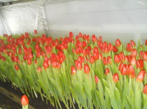 Тюльпаны Голландские к 8-му марту, фотография 1