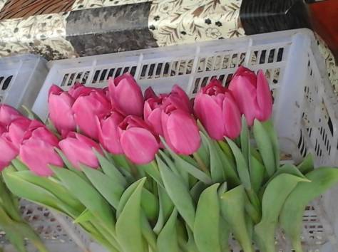 Тюльпаны Голландские к 8-му марту, фотография 4