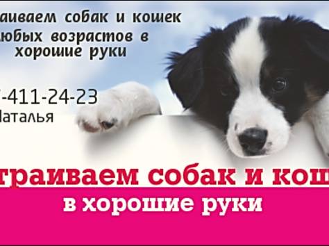 Устраиваем животных в хорошие руки, фотография 1