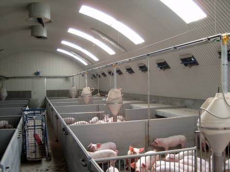 Свинарники, фотография 1