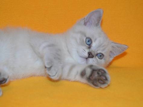 Продаются британцы редкого окраса, фотография 1