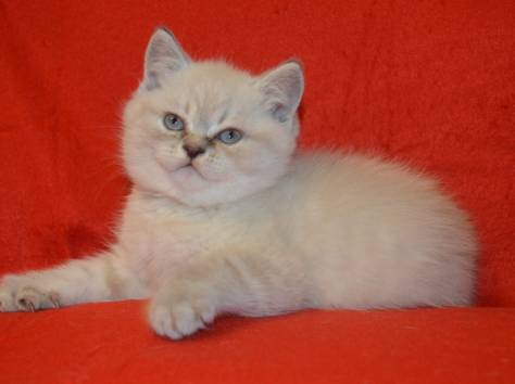 Продаются британцы редкого окраса, фотография 2