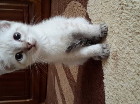 Отдам в заботливые руки, фотография 1