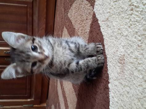 Отдам в заботливые руки, фотография 2