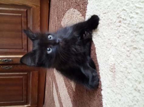 Отдам в заботливые руки, фотография 3