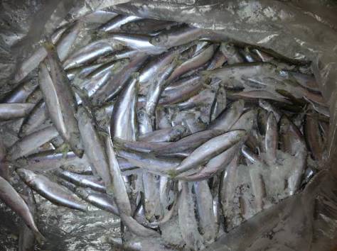 Рыба мороженая., фотография 1