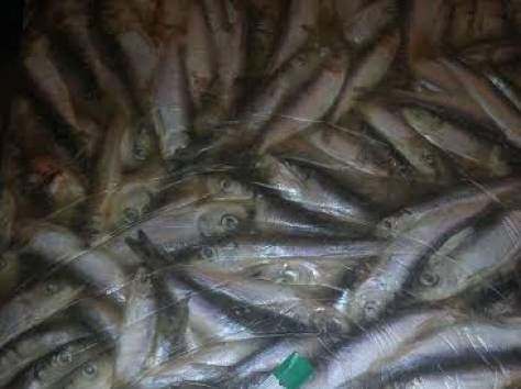 Рыба мороженая., фотография 2