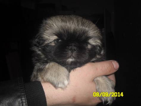 продам щенка пекинеса, фотография 1