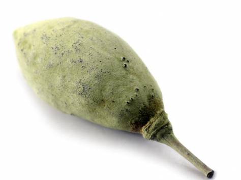 Баобаблайф, фотография 1