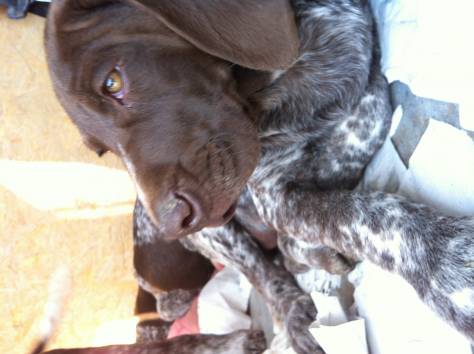 продам щенков Курцхаара, фотография 3