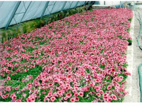 Услуги по Озеленению, фотография 1