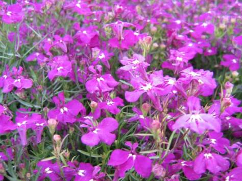 Услуги по Озеленению, фотография 2