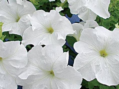 Петуния, выращенная в Астане по 50 тг!, фотография 3