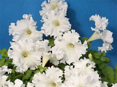 Петуния, выращенная в Астане по 50 тг!, фотография 4