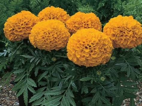 Петуния, выращенная в Астане по 50 тг!, фотография 6