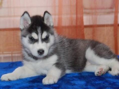 Алена, фотография 1