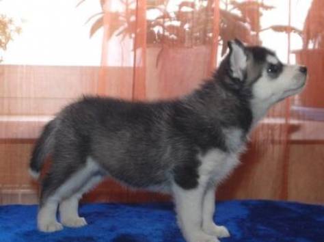 Алена, фотография 2