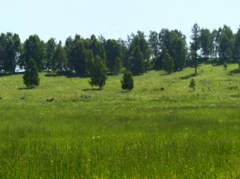 Продам участок в Горном Алтае, фотография 4