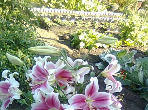 продам дачу, Усть-каменогорск, фотография 1