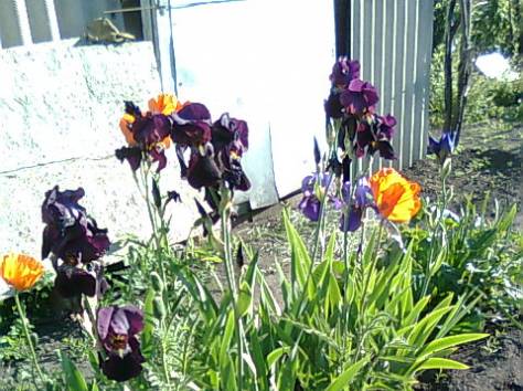 продам дачу, Усть-каменогорск, фотография 2