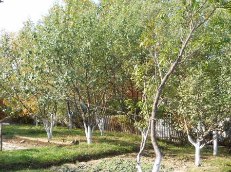 Продам дачу, фотография 5