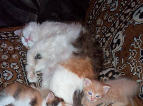 Кошечка в добрые руки, фотография 1