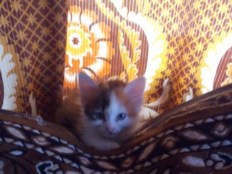 Кошечка в добрые руки, фотография 2