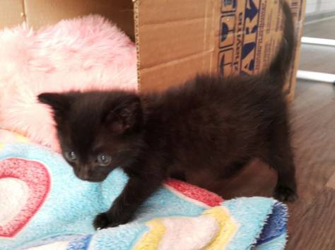 Отдам котенка (девочка) в хорошие руки., фотография 2