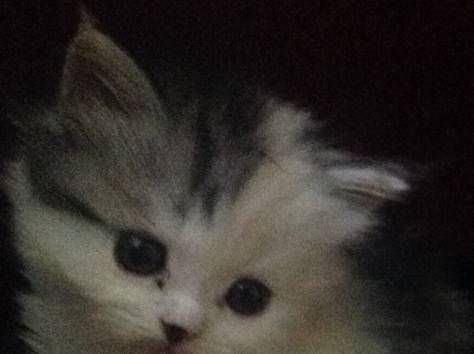 Котёнок, фотография 1