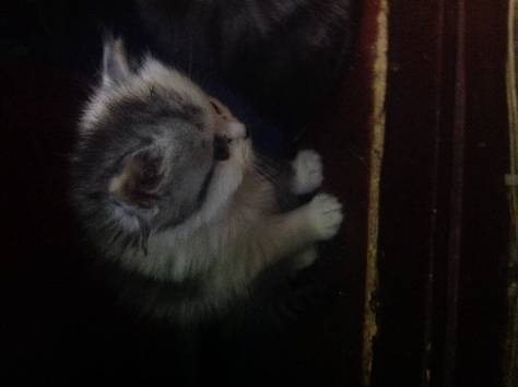 Котёнок, фотография 2