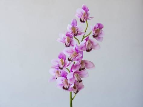 Terra Fiori / Терра Фиори, фотография 4