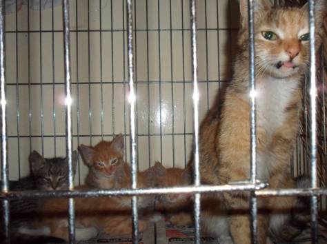 Чудесные котята и кошка в добрые руки!, фотография 1
