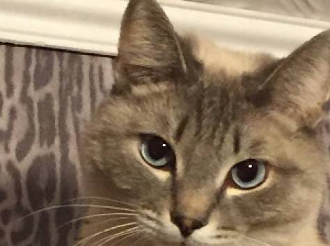 Помогите найти за вознагрождение, фотография 1