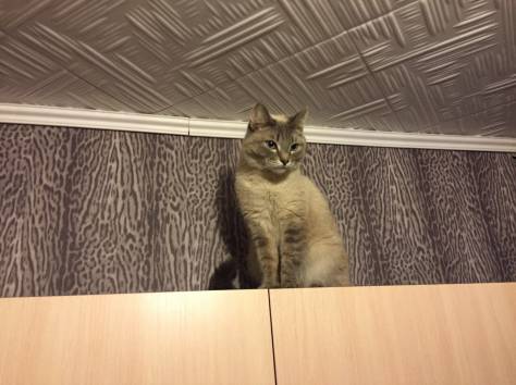 Помогите найти за вознагрождение, фотография 2