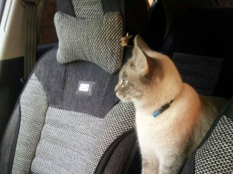 Помогите найти за вознагрождение, фотография 3