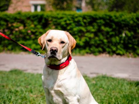 Отличные щеночки лабрадора черного окраса., фотография 4
