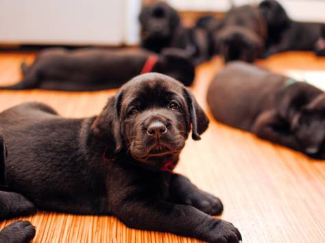 Отличные щеночки лабрадора черного окраса., фотография 5