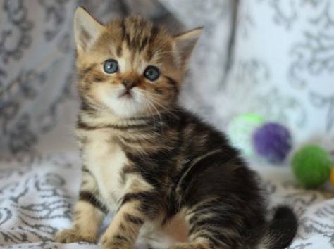 шотландские котята нарядных окрасов, фотография 1