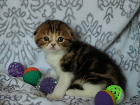 шотландские котята нарядных окрасов, фотография 2