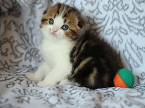 шотландские котята нарядных окрасов, фотография 3