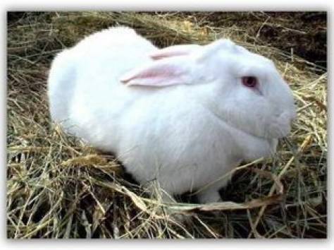 продам или  обменяю, фотография 2