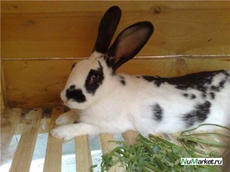 продам или  обменяю, фотография 3