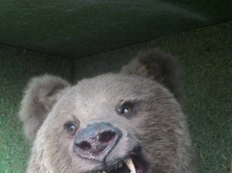 Продам чучело медведя, фотография 2