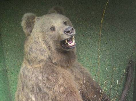 Продам чучело медведя, фотография 3