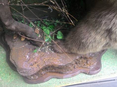 Продам чучело медведя, фотография 4