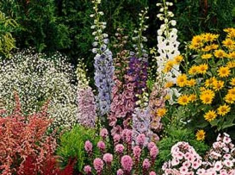 Растения для сада и дома, фотография 1