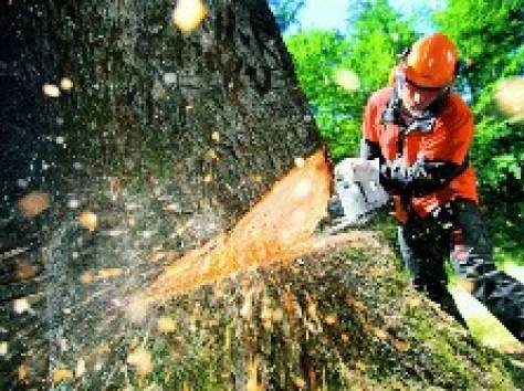 Удаление деревьев, спил деревьев и обрезка в Алматы, фотография 1