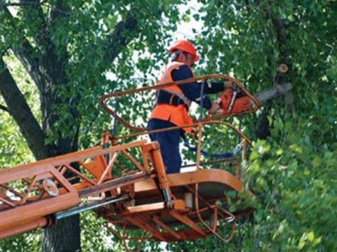 Удаление деревьев, спил деревьев и обрезка в Алматы, фотография 3